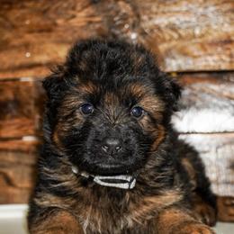 Gray Collar - Black and red male German Shepherd puppy in Howell, Michigan from Sheyenne Buentello's German Shepherds