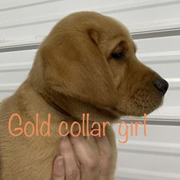 Labrador Retriever Puppies from Triple Ridge Labs