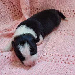 Spear - Black and white male Border Collie puppy in Morgan, Texas from Shooting Star Ranch