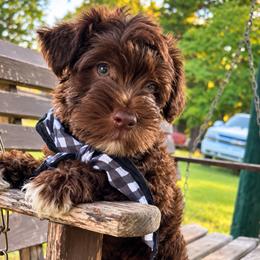 Cori - Liver male Miniature Schnauzer puppy in Charlotte, Tennessee from Heritage Miniature Schnauzers