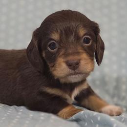 Betty 2k plus fee CKC - Chocolate and tan female Dachshund puppy in Cowen, West Virginia from Bennett Babies