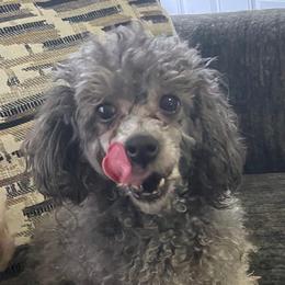 Poodles, Shih Tzus, and Yorkshire Terriers from Precious Pup Royale LLC