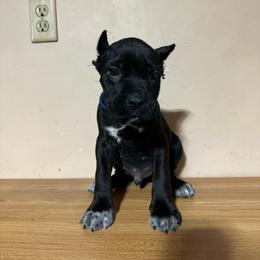 Volkov - Black male Cane Corso puppy in Houston, Texas from Mortaio Cane Corso