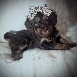 TOOTSIE - Brown and white female Aussiedoodle puppy in Houston, Texas from Jomelkin Furry Pals