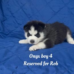 Onyx boy 4 - Black and white male Siberian Husky puppy in Ocala, Florida from Florida Husky Puppies