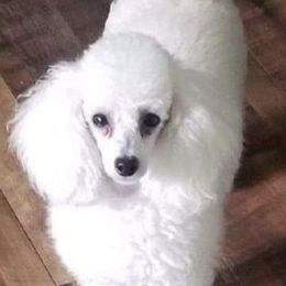 Lily Mae - Poodle
