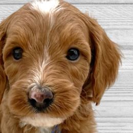 Frosty (Blue Collar) - Apricot Goldendoodle puppy in St. Joseph, Missouri from Majestic Rose Goldendoodles, LLC
