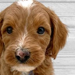 Frosty (Blue Collar) - Apricot Goldendoodle puppy in St. Joseph, Missouri from Majestic Rose Goldendoodles, LLC
