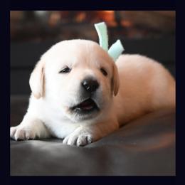 Labrador Retriever Puppies from ROCK CREEK LABRADORS