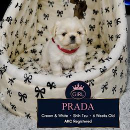 Prada - Cream and white female Shih Tzu puppy in Athens, Georgia from Imperial Shih Tzu