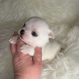 Boy 1 - Cream and white male Chihuahua puppy in Fargo, North Dakota from Wild Prairie Chihuahuas