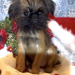 Tiny, red rough boy - Red male Brussels Griffon puppy in Arizona from Melody Lane Brussels Griffons