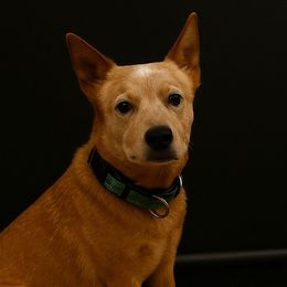 Daisy - Australian Cattle Dog