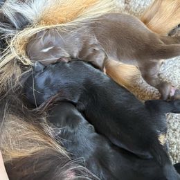 Toy Australian Shepherd puppies from Cooper Creek Aussies