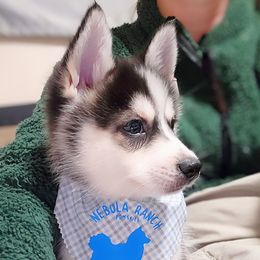 Prancer - Gray and white Pomsky puppy in Kennewick, Washington from Nebula Ranch Pomskies