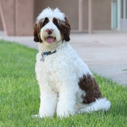Hershey - Australian Labradoodle