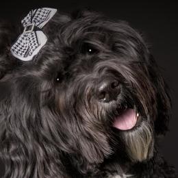 Australian Labradoodles from Storybook Labradoodles