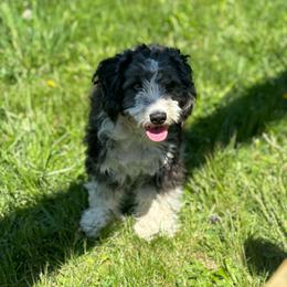 Lucy - Aussiedoodle