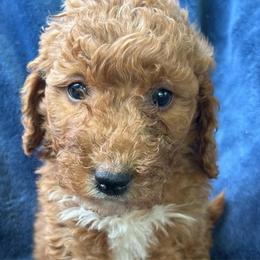 Rosie - Red female Aussiedoodle puppy in Lowville, New York from Adirondack Labradoodles