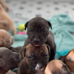 American Bully and American Pit Bull Terrier Puppies from Terminal Velocity Kennels LLC