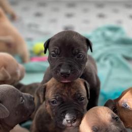 American Bully and American Pit Bull Terrier Puppies from Terminal Velocity Kennels LLC