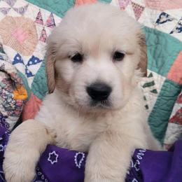 4th pick of the boys from the Soda Pop Pups - Golden male Golden Retriever puppy in Fithian, Illinois from LOMAH Retrievers