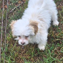 Bowie - White male Companion Cross puppy in Grand Saline, Texas from Oldfield Outdoors