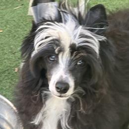 Chinese Crested Puppies from BryMar Chinese Cresteds