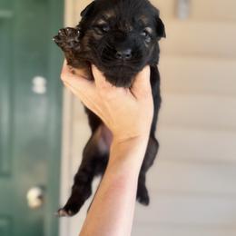 Girl 1 - Black and red female German Shepherd puppy in Pickens, South Carolina from Von Maqqedah Haus German Shepherds