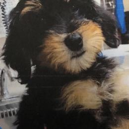 Bernedoodle Puppies from Pitter Patter Puppies NJ