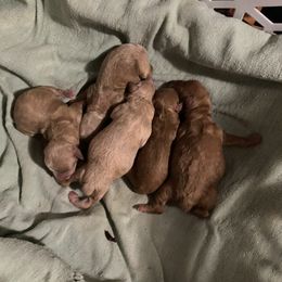 Pomeranian, Poodle, Yorkipoo, and Yorkshire Terrier Puppies from Canines  Unlimited