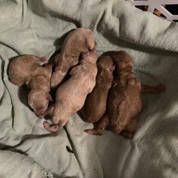 Pomeranian, Poodle, Yorkipoo, and Yorkshire Terrier Puppies from Canines  Unlimited