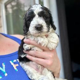 Oreo - Black and white male Cockapoo puppy in Salem, Oregon from Capital Doodles