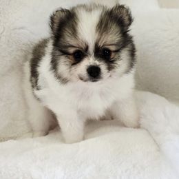 Valentina - Blue merle female Pomeranian puppy in Cleveland, Tennessee from Deborah's Darlings