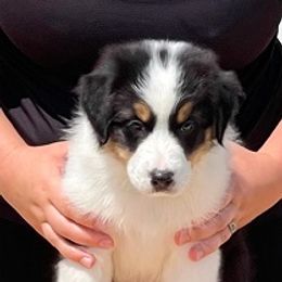 Kelso - Black tri-color Australian Shepherd puppy in Colorado from Niyu Aussies
