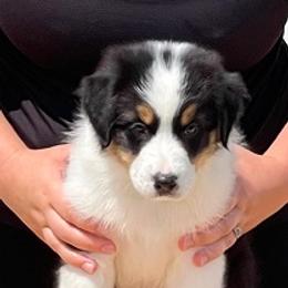 Kelso - Black tri-color Australian Shepherd puppy in Colorado from Niyu Aussies