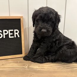 Goldendoodle Puppies from Jonesin for Doodles