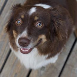Lacey - Miniature Australian Shepherd