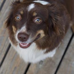 Lacey - Miniature Australian Shepherd