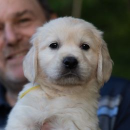 Girl 3 - female Golden Retriever puppy in Hayward, California from East Bay Golden Retrievers