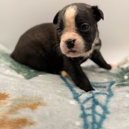 Nozzie - Brindle female Boxer puppy in Oak Lawn, Illinois from Chicago Boxers & Yorkies