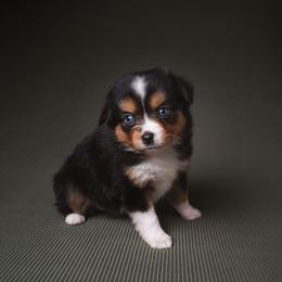 Sia - Black tri female Toy Australian Shepherd puppy in Fresno, California from Alpine Tails