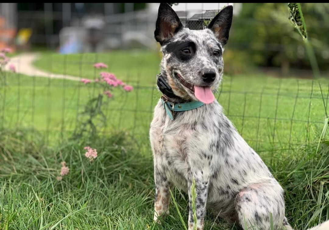 Mikay - Australian Cattle Dog