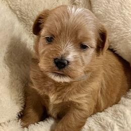 Lady Jane Greystoke - Red female Havanese puppy in North Richland Hills, Texas from A Royal Havanese Court