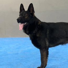 German Shepherds from Stillwater Haus