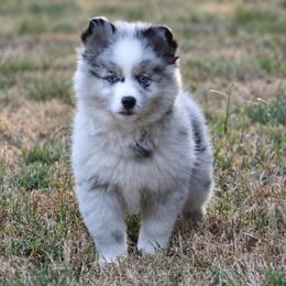 Justice - Merle male Pomsky puppy in Wolfe City, Texas from Susan Warnock