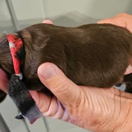 Dachshunds from Sherri LucianoSanders
