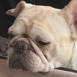 Maui - French Bulldog