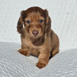 Boy 1 - Red male Dachshund puppy in Signal Mountain, Tennessee from Hot Diggity Doxens
