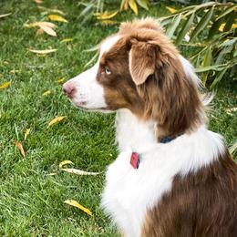 Aussiedoodles, Australian Shepherds, and Miniature Australian Shepherds from Amie's Aussies & Doodles